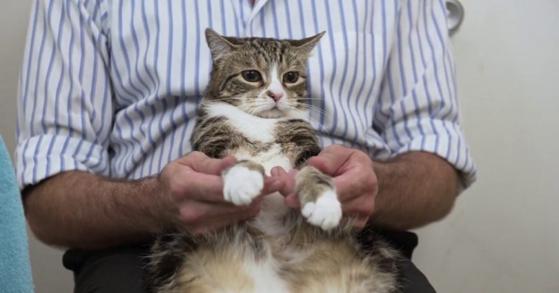 Vet Shows How To Properly Trim A Cat`s Nails Without Stressing Them