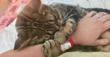 Woman Found Abandoned Poor Kitten At The Gas Station Lying In Chemicals, And Turns Out To Be a Miracle!