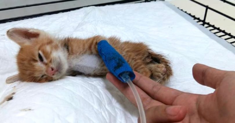 Abandoned Stray Kitten Rescued From The Woods With Saddest Face Is Brought Back To Life
