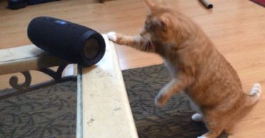 Blind Cat Has Amazing Reaction To Song Made Specifically For Kitties