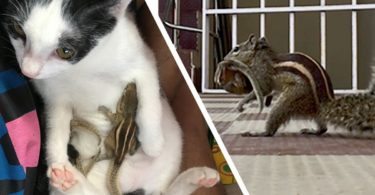 Cat Hugs And Cares For Baby Squirrels Rescued From Cyclone And Few Days Later Their Mom Shows Up