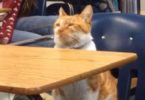 Cat Who Loves Going To Classes Every Day Got Special Surprise