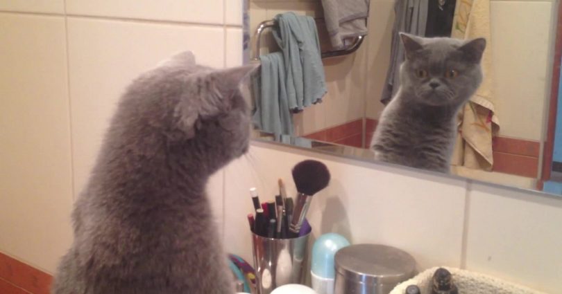 Cute Kitty Admires Himself In The Mirror