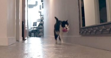 Emotional Cat Cryingly Looks For His Human When He Leaves The Home