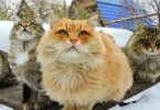 Fluffy Siberian Cats Love Winter, And Every Year They Rush To Play In The Snow