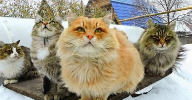 Fluffy Siberian Cats Love Winter, And Every Year They Rush To Play In The Snow