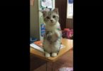 Funny Kitty Has Hilarious Way Of Telling Her Daddy She Wants To Take A Nap