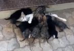 Generous Cat Spotted Giving Milk To 8 Pups Neglected By Their Mom