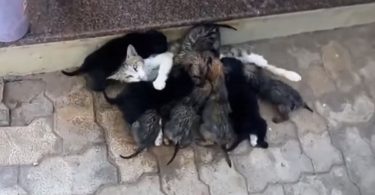 Generous Cat Spotted Giving Milk To 8 Pups Neglected By Their Mom