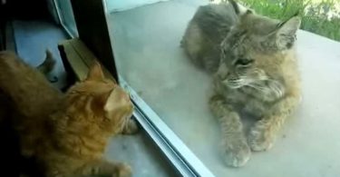 Indoor Cat Begging Her Human To Let The Stray kitty Inside, But It Turns Out It’s a Bobcat