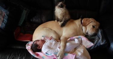 Kitten, Puppy And Baby Cuddling Together