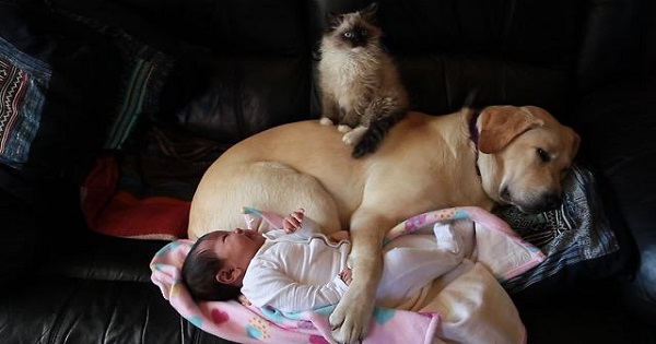 Kitten, Puppy And Baby Cuddling Together
