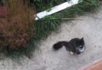 Kitty Begins Meowing In Front Of Man`s Window Asking For Some Help