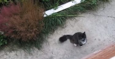 Kitty Begins Meowing In Front Of Man`s Window Asking For Some Help