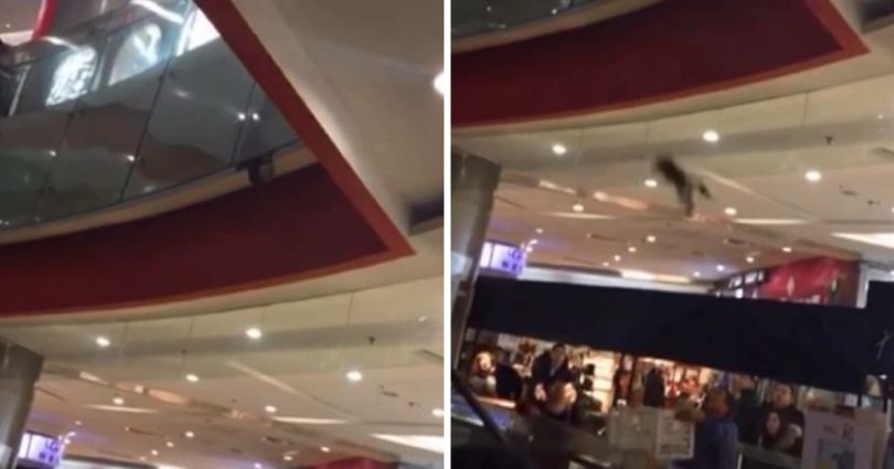 Man Uses a Box Filled With Pillows To Rescue And Catch A Cat Falling From The First Floor In The Mall