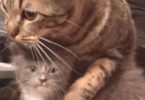 Rescue Cat Welcomes Stray Kitten, Cuddles Him And Treats Him As His Own