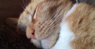 Snoring Sleepy Kitten Will Definitely Bring Smile On Your Face