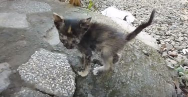 Starving Kitten Dumped At Landfill Is Rescued In Last Moment