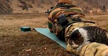 Stray Cat Noticed This Soldier And Fell Asleep On Him