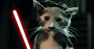 The Force Is Strong With These Cute Jedi Kittens! +23 Million Views!