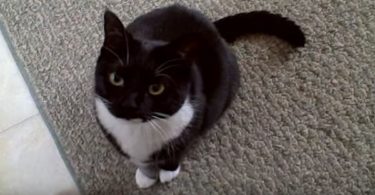 This Cat Really Hates When His Human Is Singing