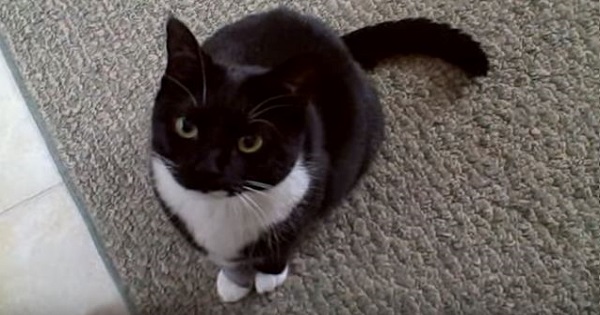 This Cat Really Hates When His Human Is Singing