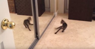 Tiny Kitten Confused By His Own Mirror Reflection And Even Tries To Fight It
