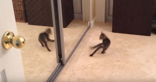 Tiny Kitten Confused By His Own Mirror Reflection And Even Tries To Fight It