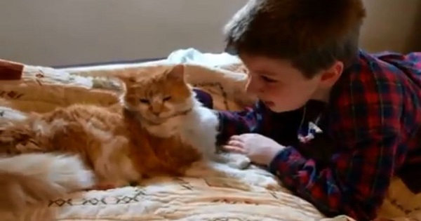Touching Reunion Of A 11-Year-Old Missing Cat And Boy