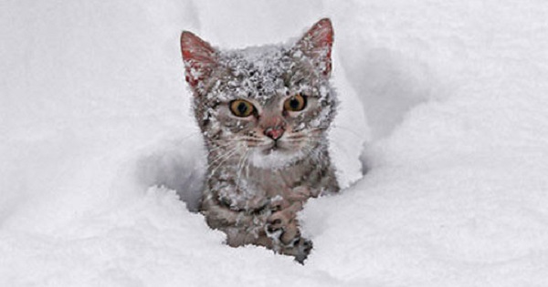 What Will Happen If You Let Your Cats To Discover The Snow For The First Time