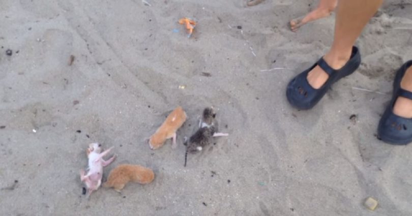 Woman Found Abandoned Newborn Kittens Crying For Help On The Beach