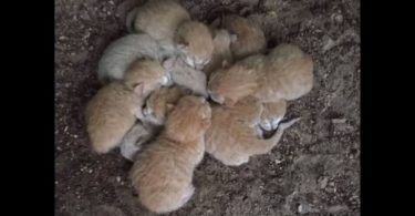 Woman Found These Hungry 3-Day-Old Kittens Huddled Together For Warmth