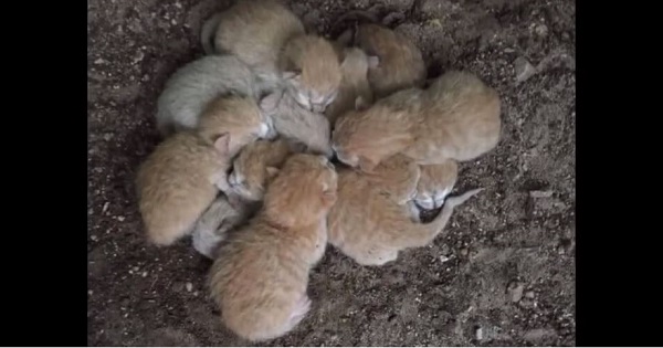 Woman Found These Hungry 3-Day-Old Kittens Huddled Together For Warmth