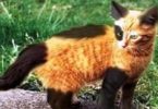 40 Kitties With Unique Fur Patterns