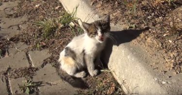 Abandoned Dirty Kitten Crying Desperately For Someone To Help Him Is Finally Rescued