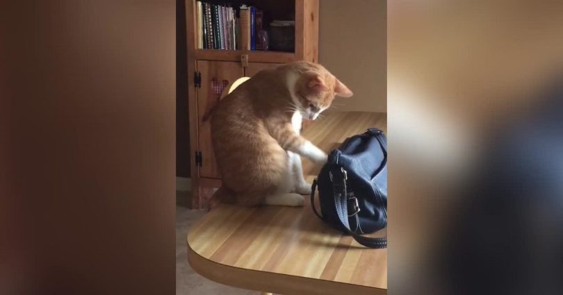 Cat Caught Stealing Money From Woman’s Bag