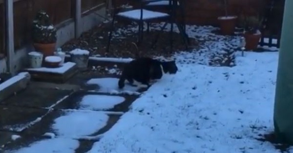 Cat Doesn`t Know How To React After Her First Experience With Snow