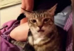 Cat Farts And Leaves Her Best Friend Speechless
