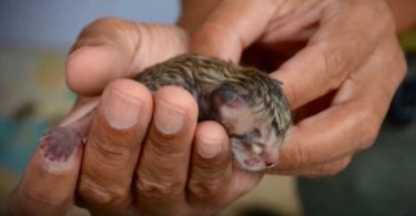 Family Rescues Newborn Kitty From Certain Death, But Weeks Later Realizes It’s No Kitten