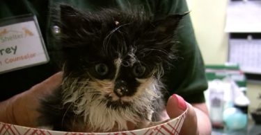Fluffy Tiny Kitten Was Rescued, But Watch Her Enjoying Her First Meal