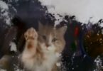 Funny Kitty Hilariously Tries To Clean The Snow From The Window