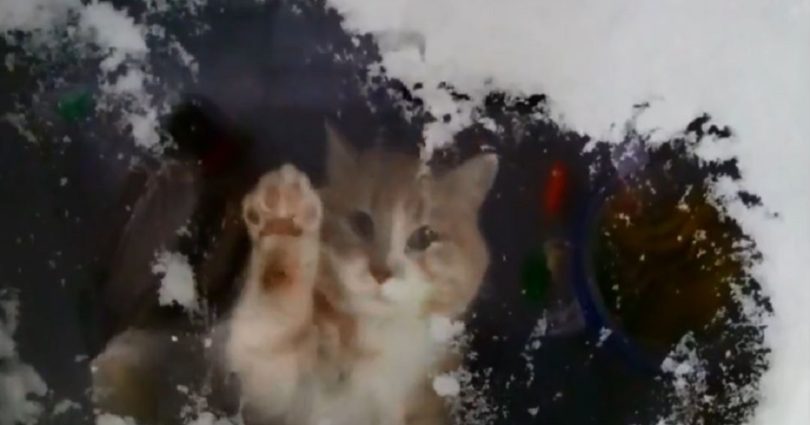Funny Kitty Hilariously Tries To Clean The Snow From The Window