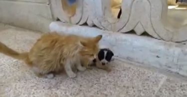 Mom Cat Heard This Orphaned Puppy Crying For Some Help And She Took Care Of Him
