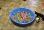 Owners Made Colorful Ball Pit For Their Kittens And They Couldn`t Be More Happier