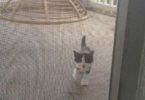 Stray Kitten Appeared At The Door Begging To Come Inside And Turns Out It’s A Miracle