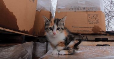 Woman Found Abandoned Kitten Next To Garbage And Helped Her Immediately
