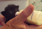 Hungry Motherless Kitten Bottle Fed For The First Time , Wiggles Her Ears While Eating
