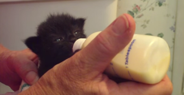 Hungry Motherless Kitten Bottle Fed For The First Time , Wiggles Her Ears While Eating