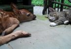 Kitten Is Very Excited To See A Baby Deer For The First Time