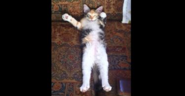 Kitten Makes Hilarious Motions During Nap!